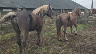 Поймали Ветку везём к жеребцу 
