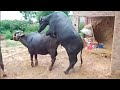 Buffalo cross farming