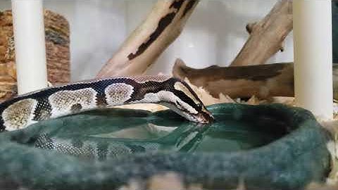 Ball Python Drinking Water