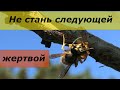 Шершень или оса-убийца атакует/A wasp or a hornet-killer is attacking