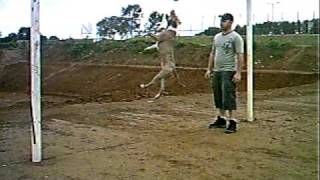 PIT BULL SALTO LIVRE - VEJITA