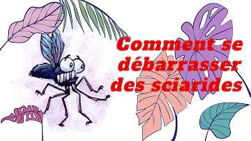 Comment tuer les larves de sciarides ?