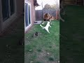 Watch how a mother cat rescues her cubs from a lion attack