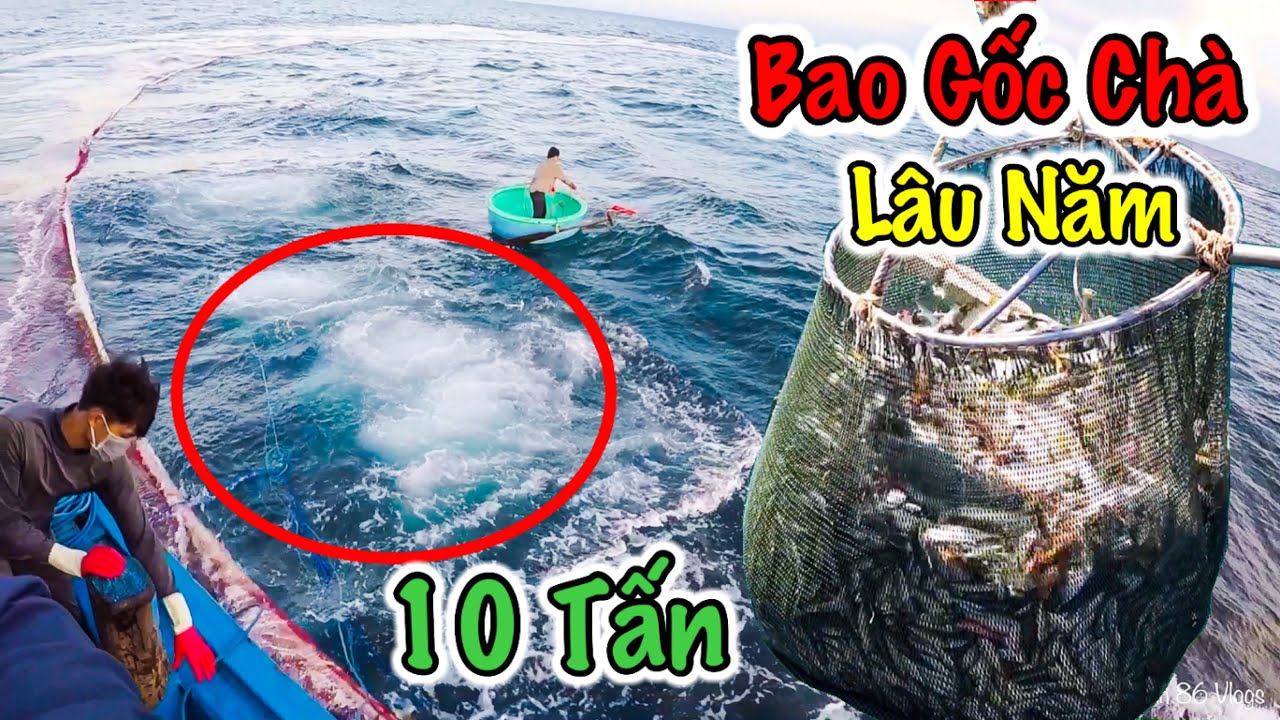 Trúng Đậm 10 Tấn Cá Khi Đánh Gốc Chà Lâu Năm | Toàn Cá Bán Chợ Có Giá
