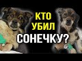 Кто убил собаку Сонечку? Чудовищная история о хозяйке монстре