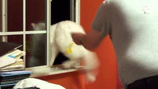 Scaring Snowy Nov 16 2009 Went To Afv