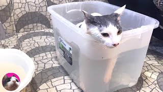 When I put a pink dyed cat in the lactic acid bacteria bath, she just stood there # 87