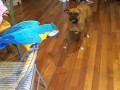 Macaw tells Boxer 'don't bite'!