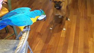 Macaw tells Boxer 'don't bite'!