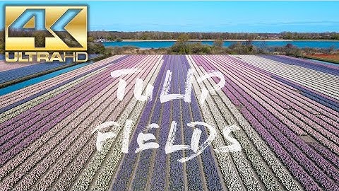 The TULIP FIELDS of The Netherlands in 4K UHD