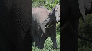 Jumbo Elephant Fight! 🐘