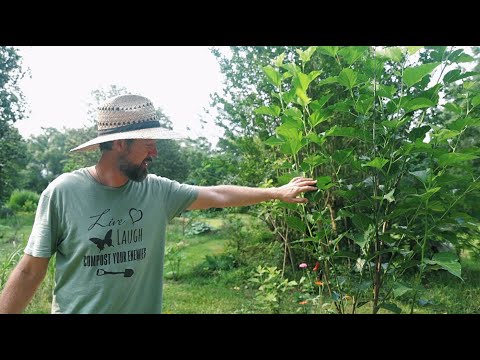 YOU CAN DO THIS! Easy Food Forest Tips & Tricks - Get Started TODAY🌿