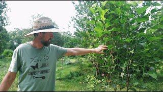 YOU CAN DO THIS! Easy Food Forest Tips & Tricks  Get Started TODAY