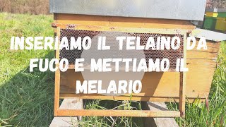 Apicoltura: inseriamo il telaino da fuco e il melario