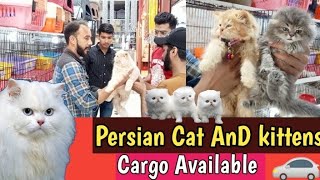 Cat Market in Lahore - Tollinton Market Lahore - Persian Cat - Cat shop - MMB pet lover - Cat