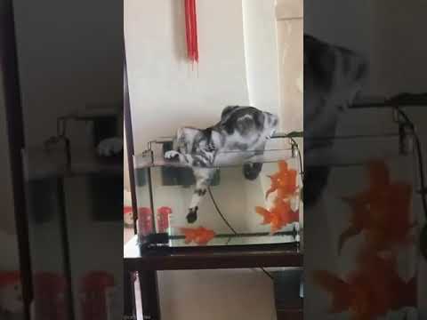 مقطع قطة مضحك تحاول تصيد السمك