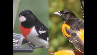 Baltimore Orioles and Rose-Breasted Grosbeaks at the Feeders by Matthew De Seguirant  51 views 3 weeks ago 5 minutes, 57 seconds