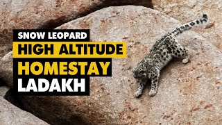 We saw Snow Leopards at High Altitude Homestay  Ulley, Ladakh, India. (Watch till the end)