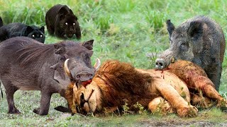 The Lion coldly hunts Warthog herds that breed in His territory | Poor Animals