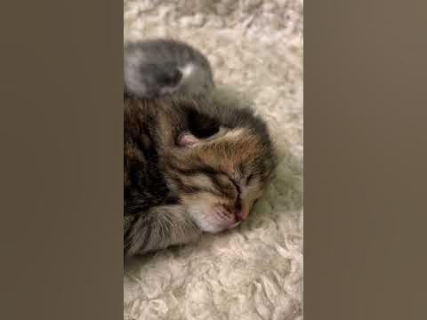 Котячий тихий час💤 - YouTube