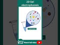 2D gel electrophoresis | 1 min biotechniques