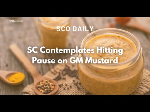SCO Daily: SC Contemplates Hitting Pause on GM Mustard