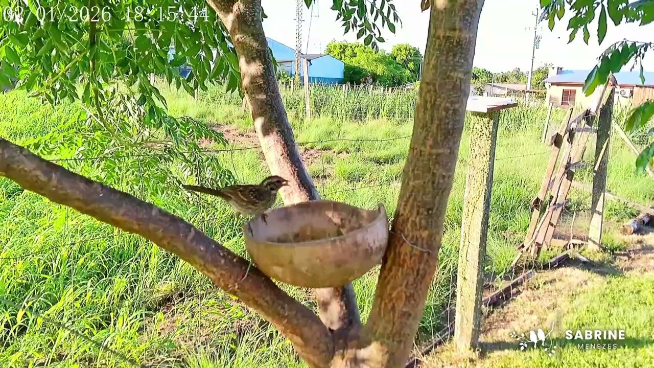 Tico-tico - Rufous-collared Sparrow