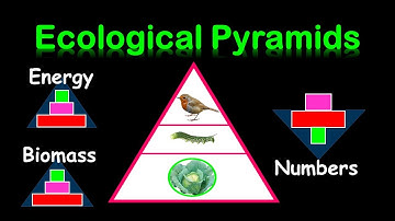 PYRAMIDS OF : ENERGY,  BIOMASS & NUMBERS