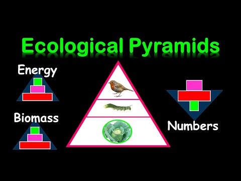 PYRAMIDS OF : ENERGY,  BIOMASS &   NUMBERS