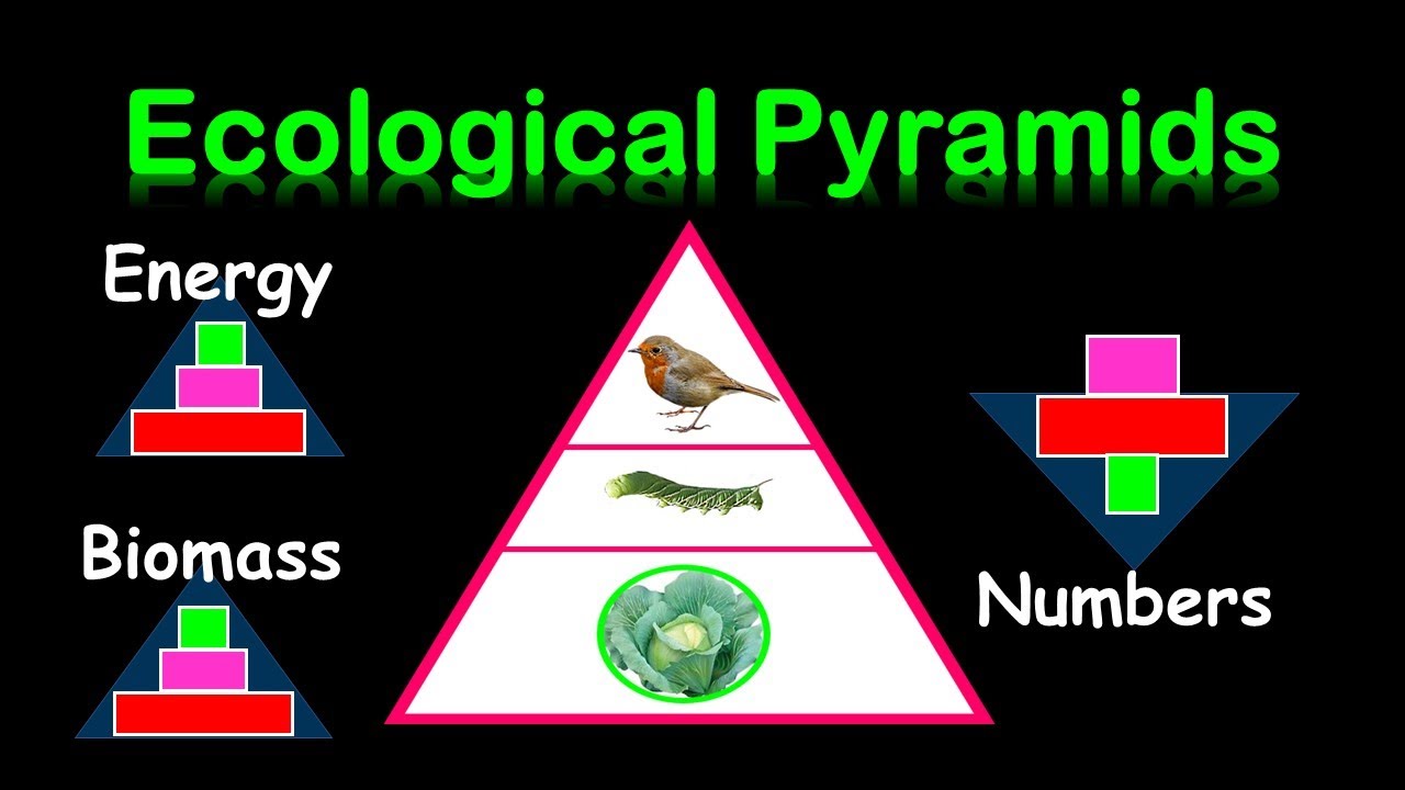 pyramids-of-energy-biomass-numbers-youtube