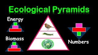 PYRAMIDS OF : ENERGY,  BIOMASS & NUMBERS