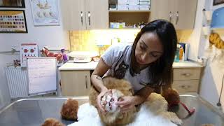 Kedilerde iç ve dış parazit ilacı uygulaması?Kedimin veteriner ziyareti Vet.Hekim Gizem TAKTAK BRUHN