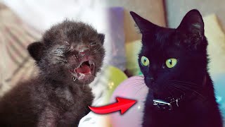 Спасение новорожденного котенка. Большой праздничный выпуск (English subtitles) / SANI vlog