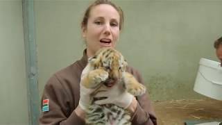 Het geslacht van de tijgerwelpjes is bekend! screenshot 5