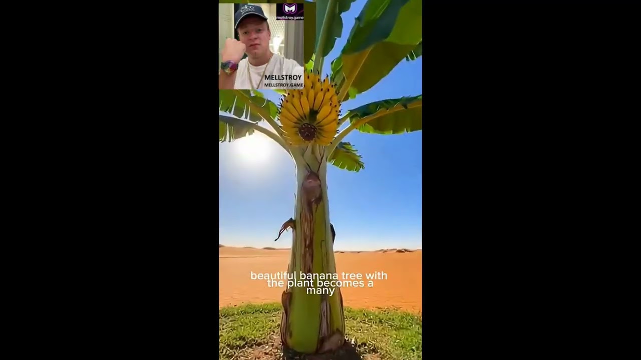 banana history this is a ai video brainteaser butifyoucloseyoureyes (2) 