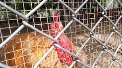 Large size yellowish Brahma Hens in Bagh E Naran Hayatabad ZOO