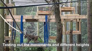 Baboon multi level climbing / resting structure @TeamBuildingwithBITE