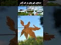 Mind-Blowing Leaf Art That Will Leave You Speechless || Trending Facts 313