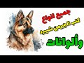 جميع انواع كلاب الجيرمن شيبرد اللي تعرفها واللي ما تعرفهاش 