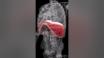 🌬️ Deep Dive into the Diaphragm 🌬️  #anatomy #meded #3danimation