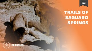 Trails of Saguaro Springs  | Mutual of Omaha's Wild Kingdom