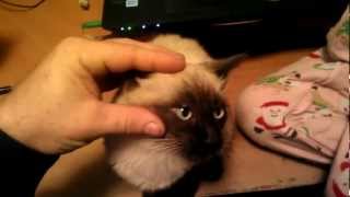 Vulcan Mind Meld with the Kitty