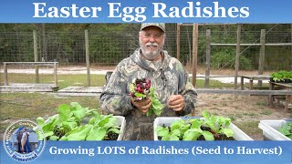 How to Grow LOTS of Radishes from Seed to Harvest