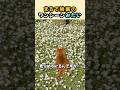 花畑で猫が見つめていたもの…