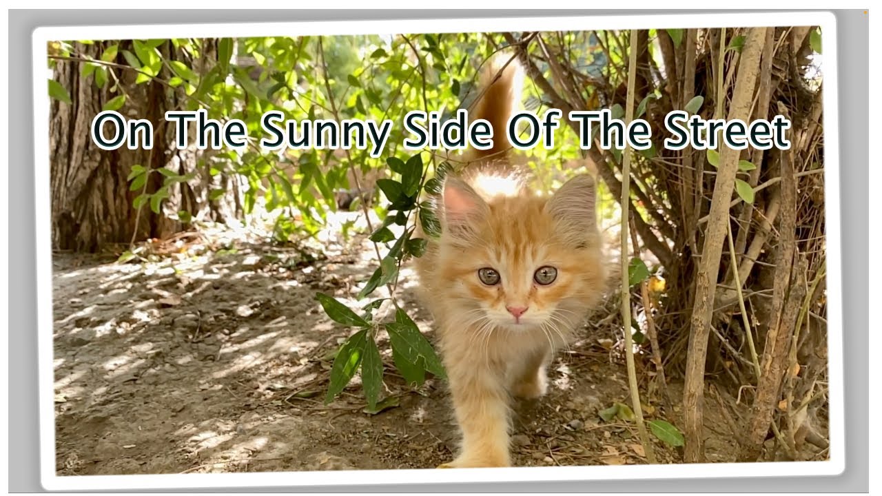 On The Sunny Side Of The Street Chromatic Harmonica