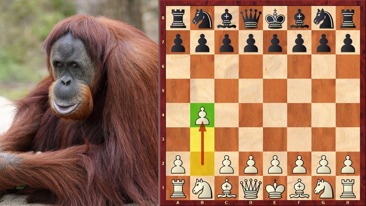 Unbelievable! Bobby Fischer Goes For Orangutan Opening