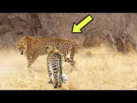 Video: Leopardo Ir Gepardo Skirtumas