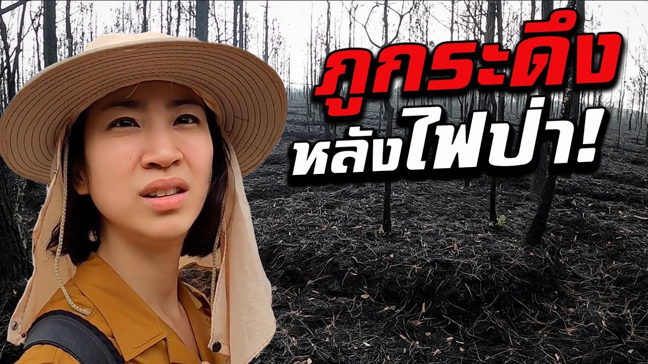 ภูกระดึงหลังไฟป่า! ทุกอย่างเป็นสีดำ | After Wildfire, Phu Kradueng