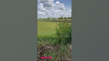 Cần bán nhanh DT 3 công 7 giá 150 triệu 1 công thuộc huyện Đức Huệ tỉnh Long an lh 0819259737