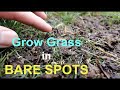 How to seed BARE SPOTS in your LAWN